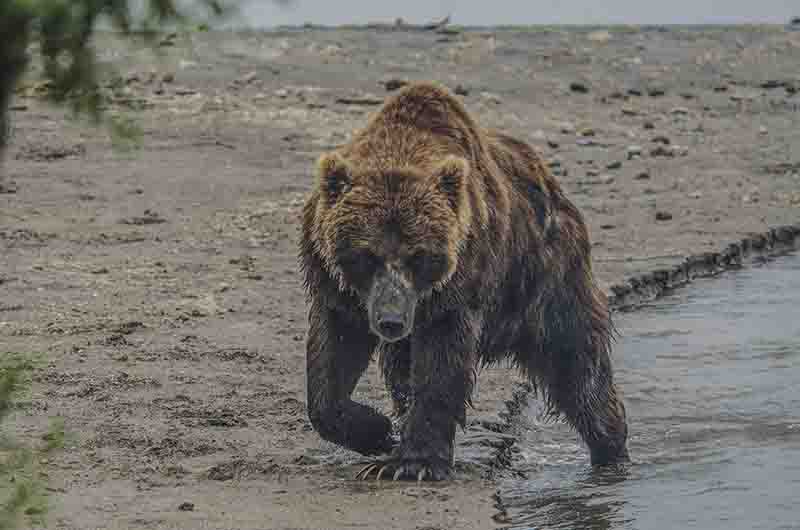 Oso Pardo - Kamchatka - Rusia 37.jpg